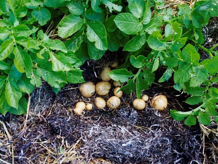 Kartofler dyrket i tang.