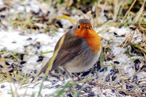 Rødhals, Erithacus rubecula, kaldes også rødkælk. Foto:Wikimedia/Karelj
