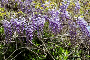 Blåregn, Wisteria sinsensis. Foto: Istock/Anna Nelidova